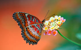 How To Attracting Butterflies To Your Garden